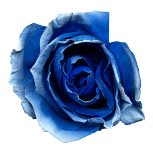 Tinted Rose – Natuflor