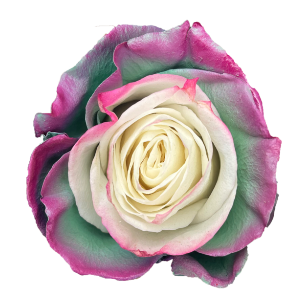 Samay Purple Pink Green Natuflor