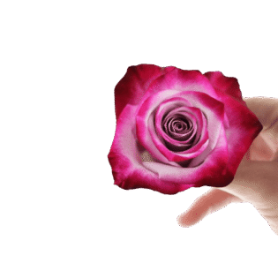 Deep purple